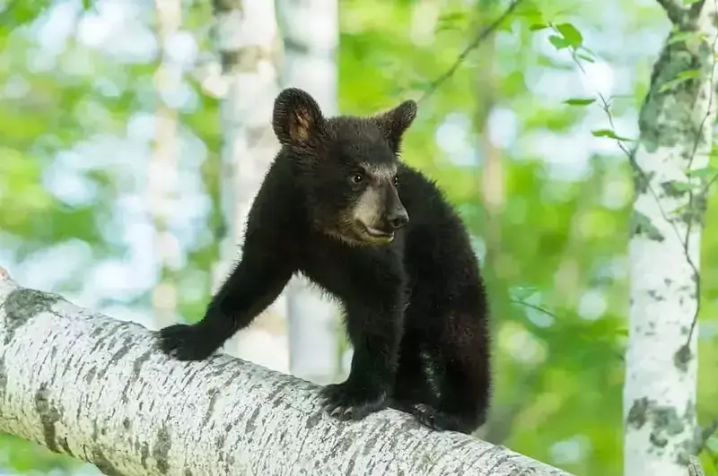 black bear cub in a tree