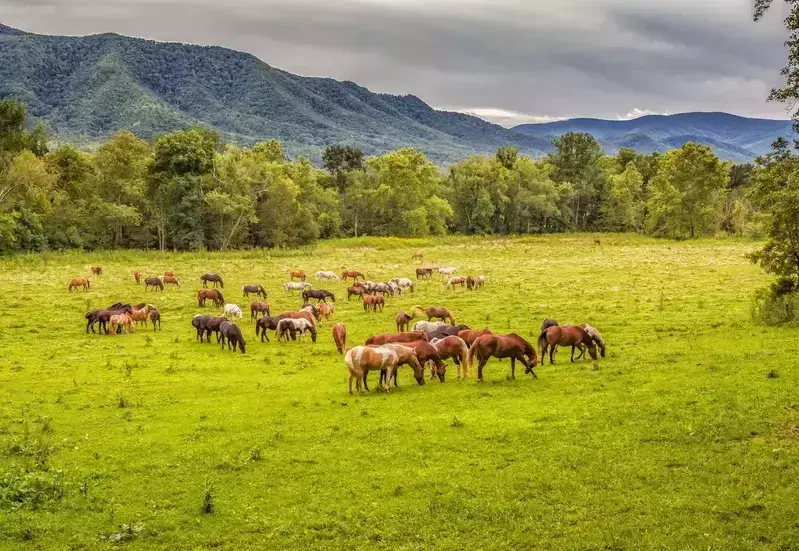 horses in a field in Cades Cove