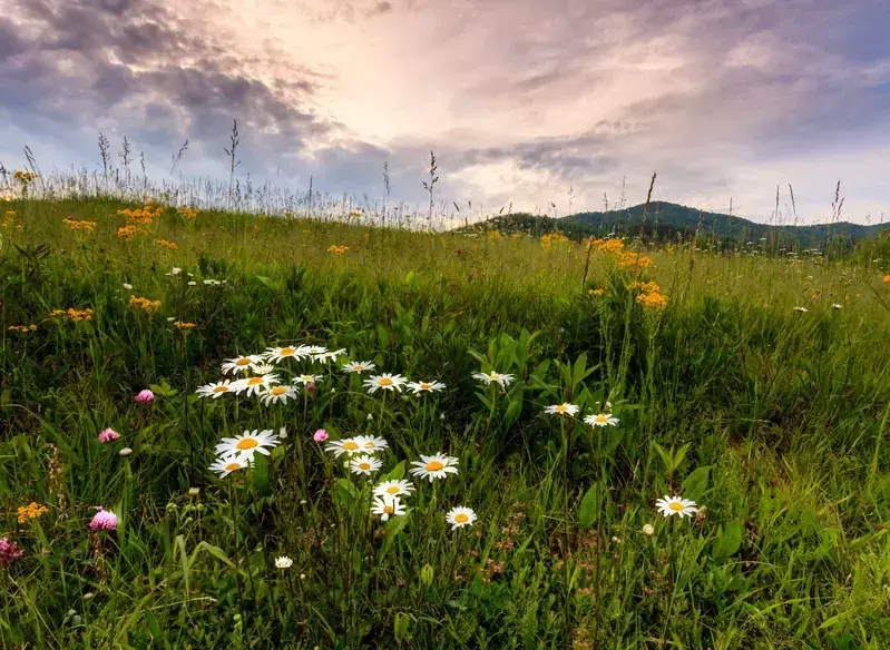 wildflowers in a field