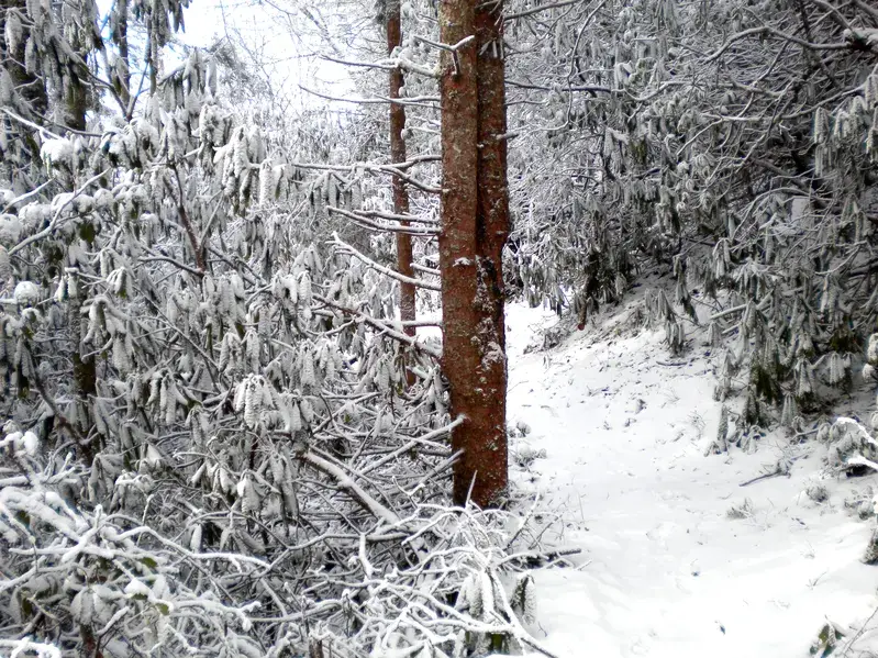 snow-covered hiking trail
