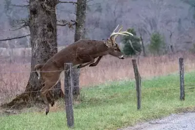 deer in Cades Cove jumping over fence