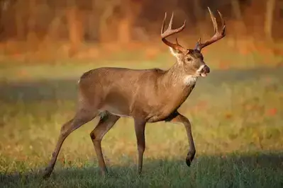 white-tailed deer in Cades Cove