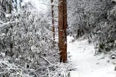 Snow-covered hiking trail