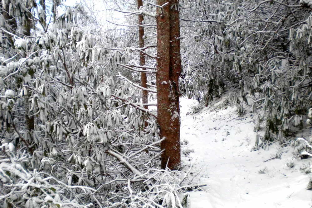 Snow-covered hiking trail