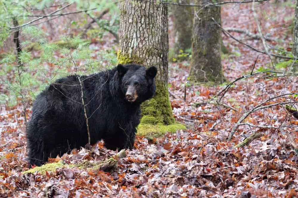 Smoky Mountain black bear stand among fallen leaves