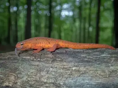 salamander eating a worm