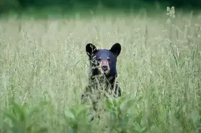 bear in cades cove