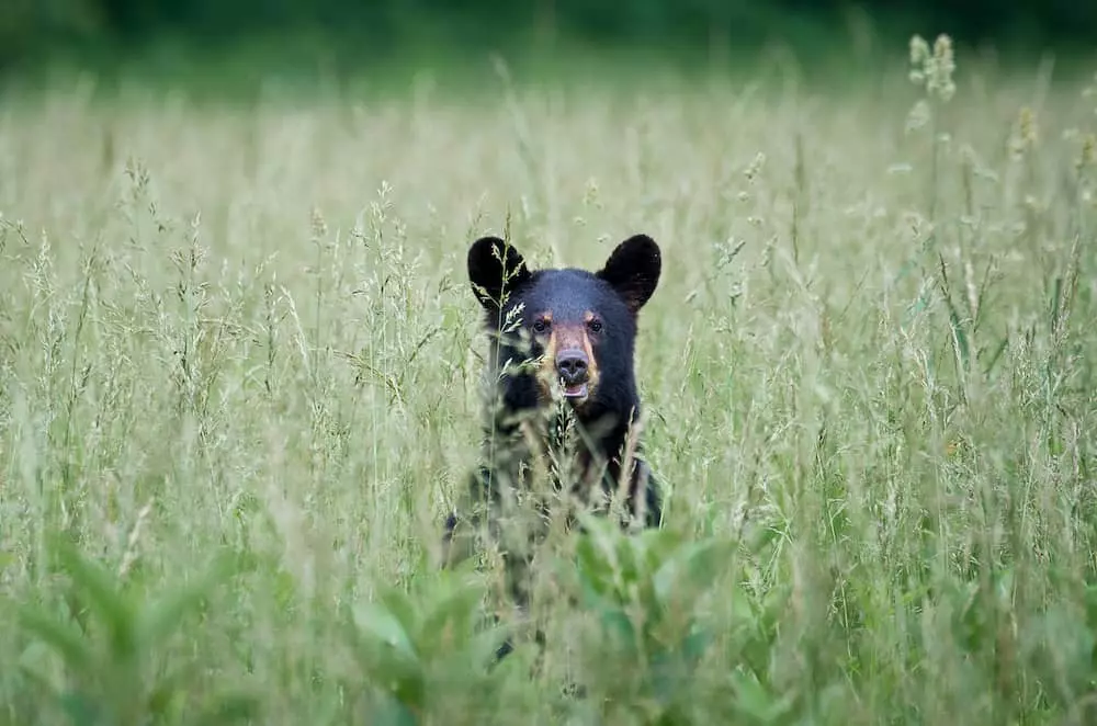 bear in cades cove