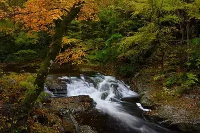 fall colors in Cades Cove 