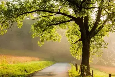 Cades cove loop road in the morning