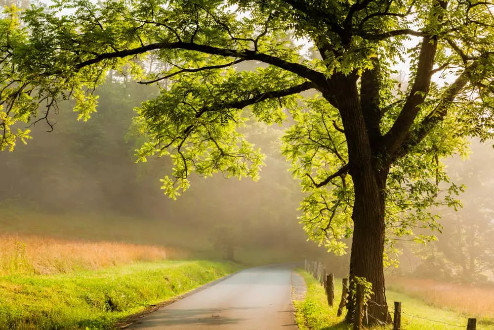Cades cove loop road in the morning