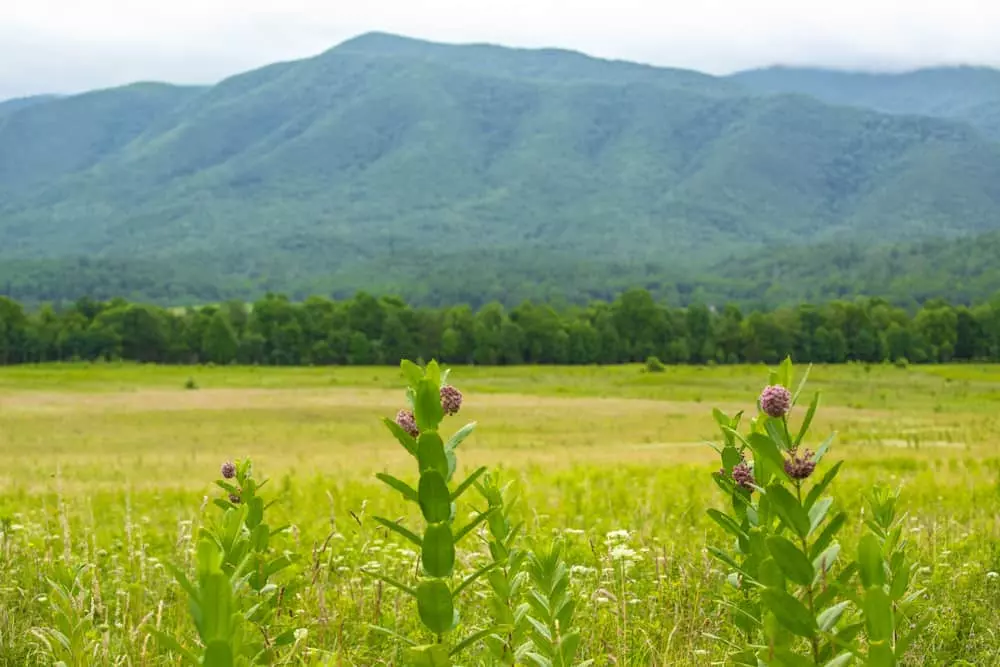Close up of Purple Milkweed Plant Blooming In Cades Cove