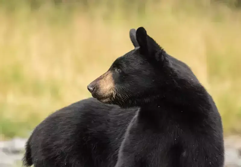 black bear in road