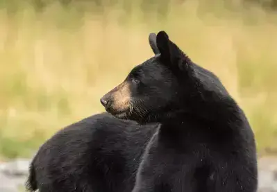black bear in road