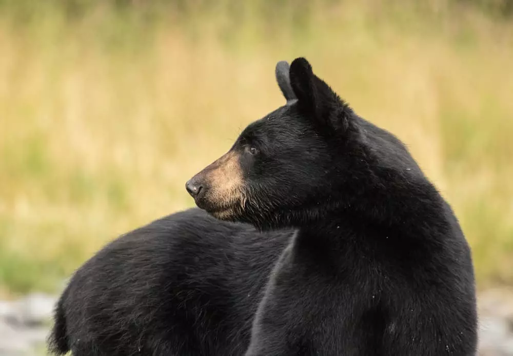 black bear in road