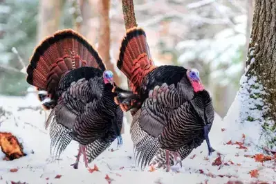 wild turkeys