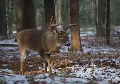 white tailed buck