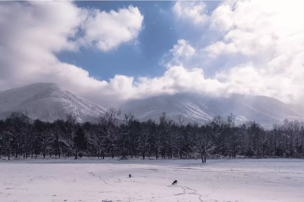 deer in Cades Cove
