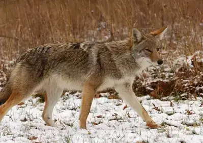 coyote in cades cove