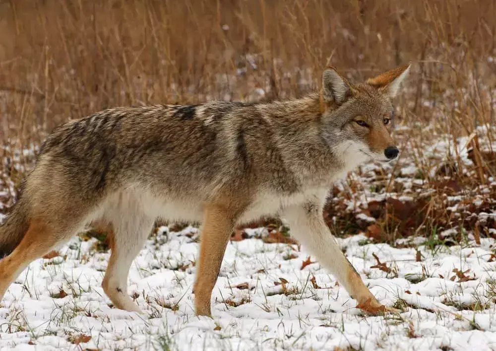 coyote in cades cove