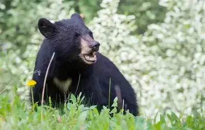 bear in field