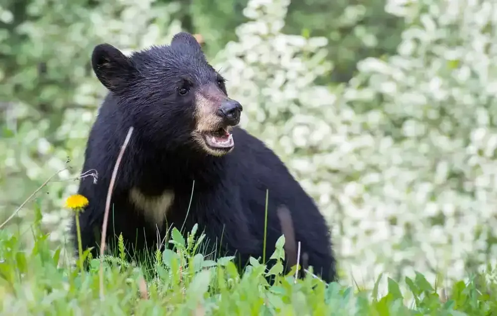 bear in field