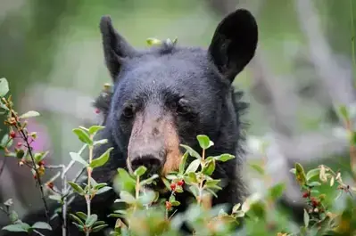 wild black bear