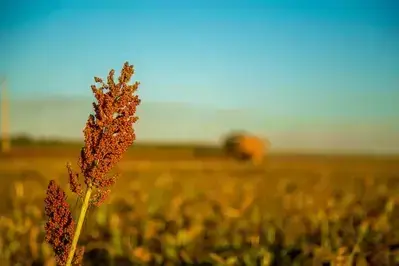 sorghum
