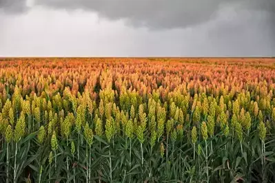 sorghum