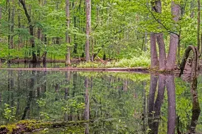 gourley's pond cades cove