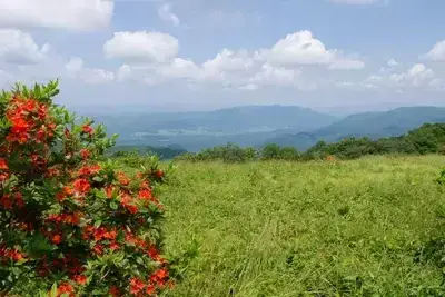 flame azalea at gregory bald