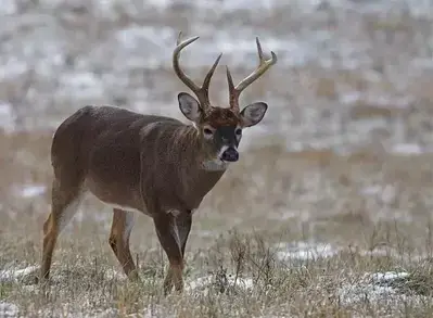 deer in the snow