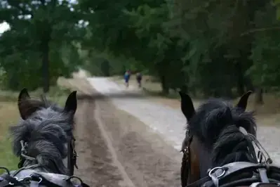 cades cove carriage rides