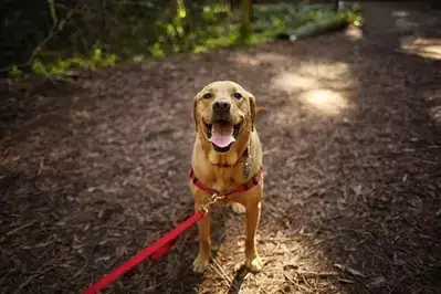 are dogs allowed in cades cove