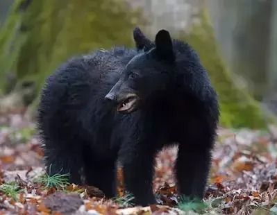 Smoky Mountain black bear in Cades Cove
