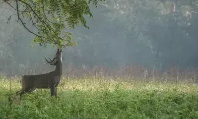 deer in Cades Cove