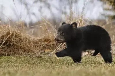 A black bear cub walking on the ground.