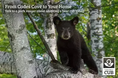 An advertisement for the Care for a Cub campaign.