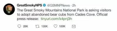 Tweet from GSMNPNews about adopting bear cubs from Cades Cove.