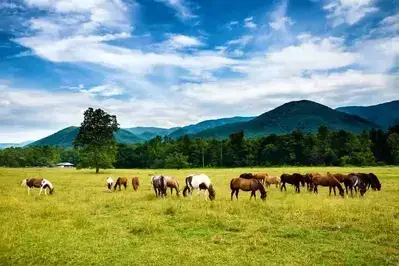 Horses in Cades Cove