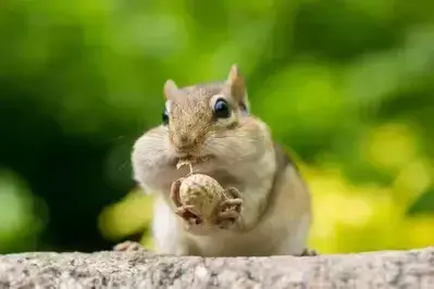 chipmunk with cheeks full