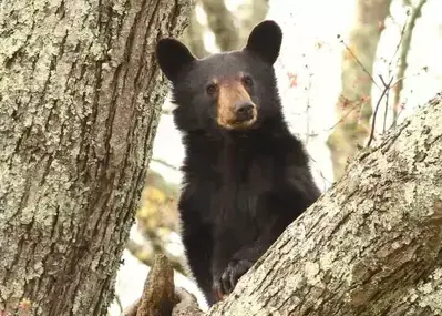 cades cove yearling bear