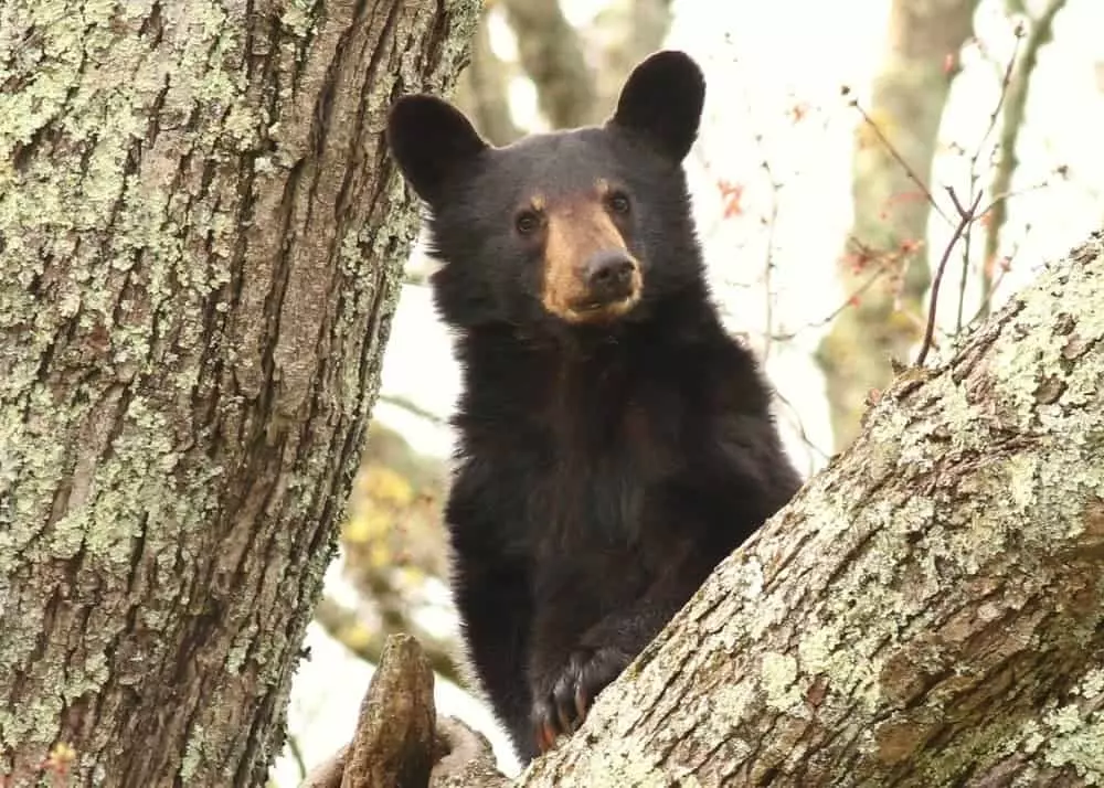 cades cove yearling bear