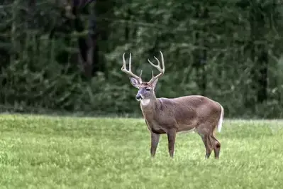 cades cove buck