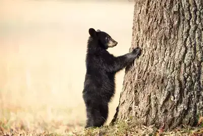 cades cove bear cub