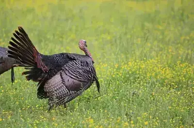 Wild turkey in flowering field in Cades Cove