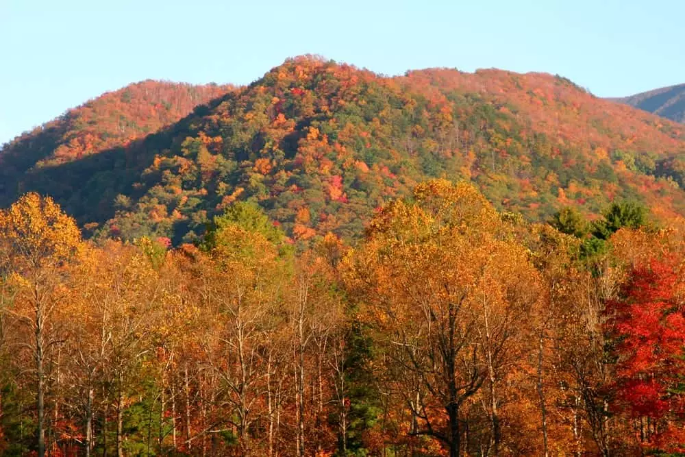 A mountain in Cades Cove covered in fall colors.