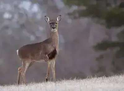 A whitetail deer in Cades Cove in winter.
