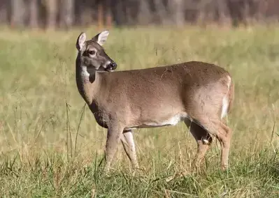 Photo of a white-tailed deer in Cades Cove.