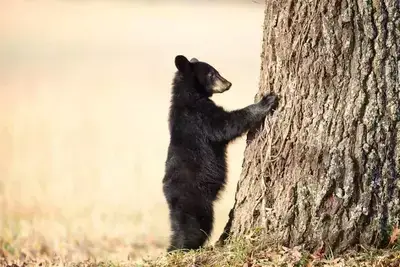 Amazing Cades Cove photography of a black bear cub.